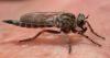 Tolmerus cingulatus